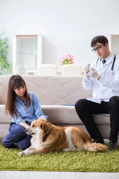 Vet doctor visiting golden retriever dog at home — Stock Photo, Image
