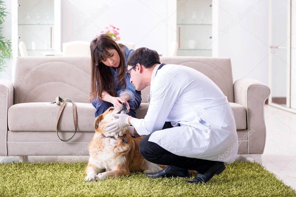 Vet doctor visiting golden retriever dog at home