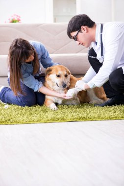 Veteriner doktor Golden Retriever köpeğini evinde ziyaret ediyor.