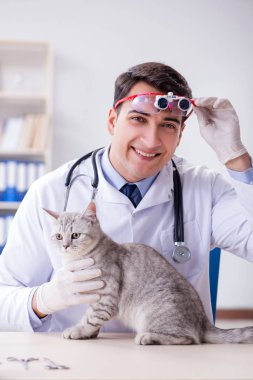Veteriner hasta kediyi hastanede muayene ediyor.