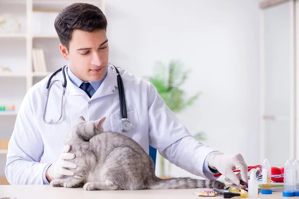 Dierenarts onderzoekt zieke kat in ziekenhuis — Stockfoto