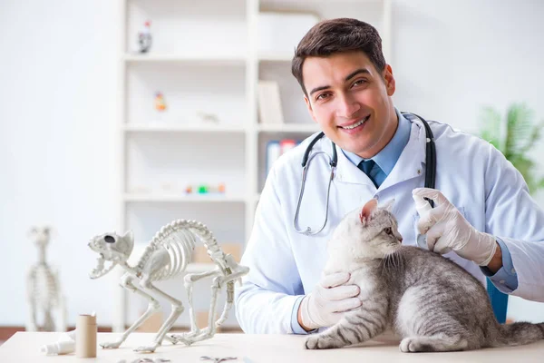 Vet examinando gato doente no hospital — Fotografia de Stock