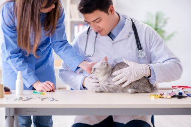 Veteriner kliniğinde kedi muayene ediyor.