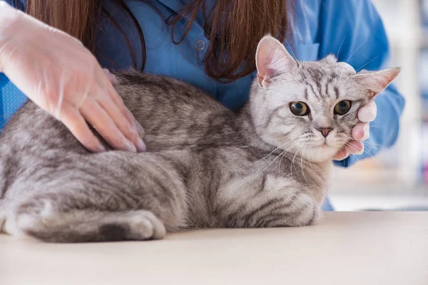 Gato a ser examinado na clínica veterinária — Fotografia de Stock