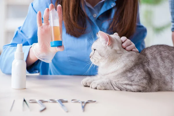 Chat en cours d'examen en clinique vétérinaire — Photo