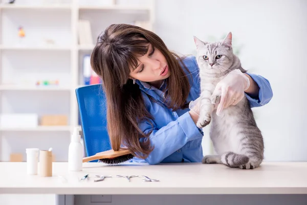 Gato a ser examinado na clínica veterinária — Fotografia de Stock