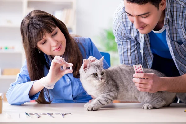 Gato a ser examinado na clínica veterinária — Fotografia de Stock