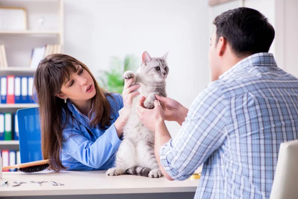 Gato a ser examinado na clínica veterinária — Fotografia de Stock