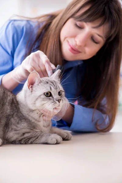 Gato a ser examinado na clínica veterinária Imagem De Stock