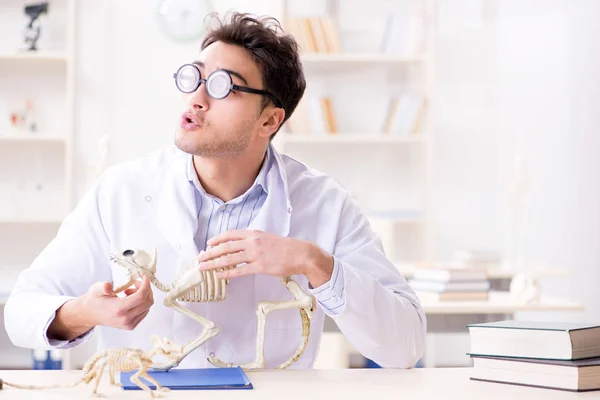 Grappige gekke student dokter die dierlijk skelet bestudeert — Stockfoto