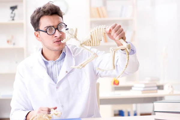 Vicces őrült diák orvos tanul állati csontváz — Stock Fotó