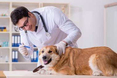 Veteriner kliniğinde Golden Retriever köpeğini muayene eden doktor.
