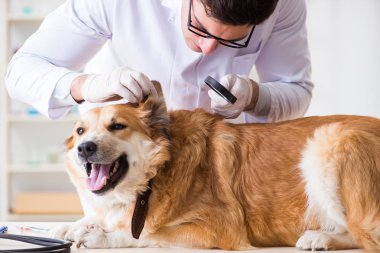Veteriner kliniğinde Golden Retriever köpeğini muayene eden doktor.