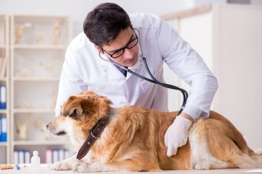 Veteriner kliniğinde Golden Retriever köpeğini muayene eden doktor.