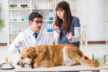 Doktor ve asistan veterinerdeki golden retriever köpeğini kontrol ediyor.