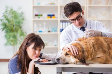 Doktor ve asistan veterinerdeki golden retriever köpeğini kontrol ediyor.