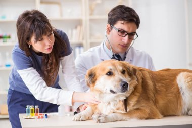 Doktor ve asistan veterinerdeki golden retriever köpeğini kontrol ediyor.