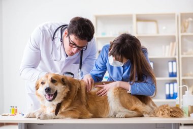 Doktor ve asistan veterinerdeki golden retriever köpeğini kontrol ediyor.