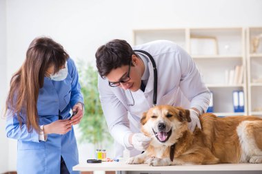 Doktor ve asistan veterinerdeki golden retriever köpeğini kontrol ediyor.