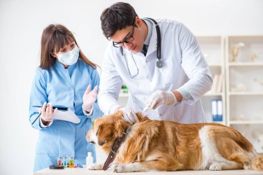Doktor ve asistan veterinerdeki golden retriever köpeğini kontrol ediyor.
