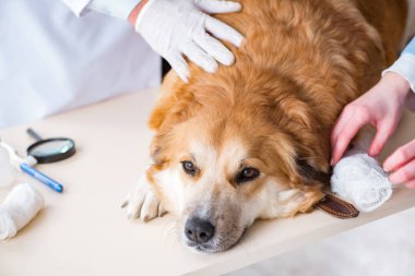 Doktor ve asistan veterinerdeki golden retriever köpeğini kontrol ediyor.