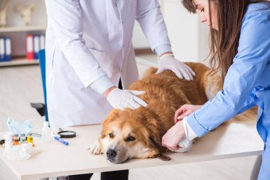 Doktor ve asistan veterinerdeki golden retriever köpeğini kontrol ediyor.