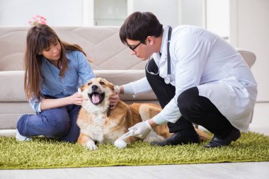 Veteriner doktor Golden Retriever köpeğini evinde ziyaret ediyor.