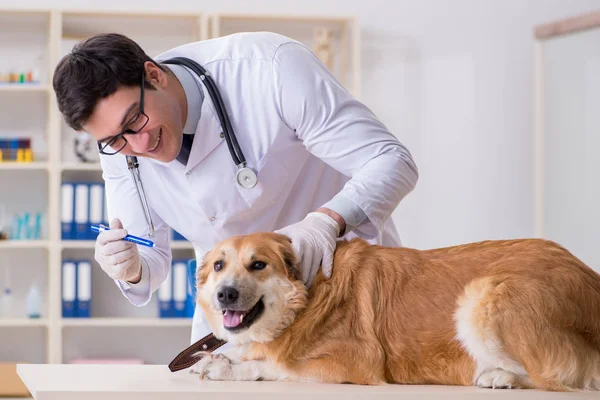 Läkare undersöker golden retriever hund på veterinärkliniken — Stockfoto