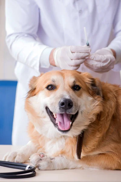 Doctor examining golden retriever dog in vet clinic — Stock Photo, Image