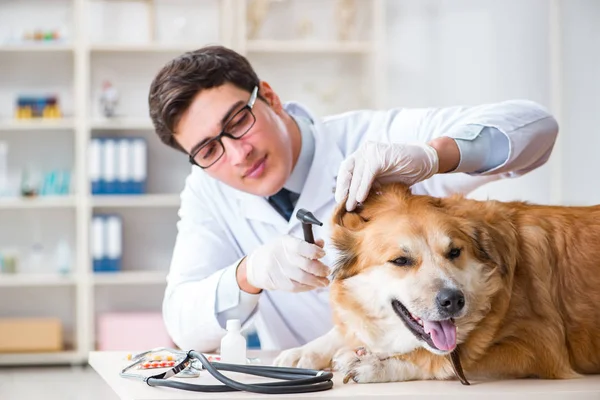 Médecin examinant golden retriever chien en clinique vétérinaire — Photo
