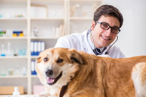 Läkare undersöker golden retriever hund på veterinärkliniken — Stockfoto