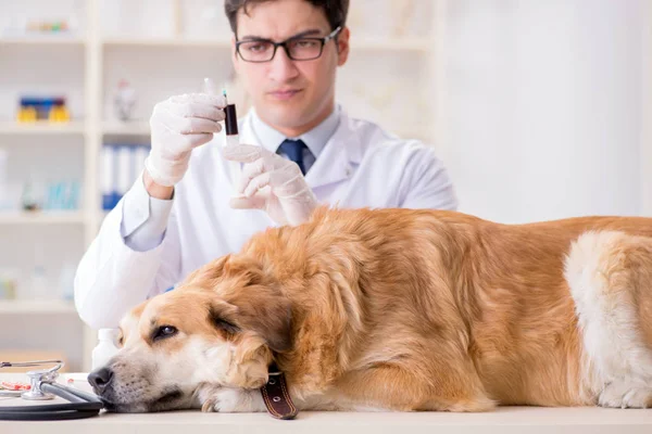 Läkare undersöker golden retriever hund på veterinärkliniken — Stockfoto