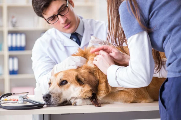 Läkare och assistent kollar upp golden retriever hund i veterinär cli — Stockfoto
