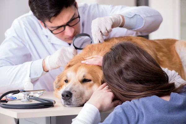 Doktor ve asistan veterinerdeki golden retriever köpeğini kontrol ediyor.