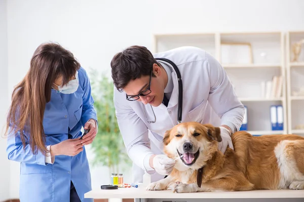 Läkare och assistent kollar upp golden retriever hund i veterinär cli — Stockfoto