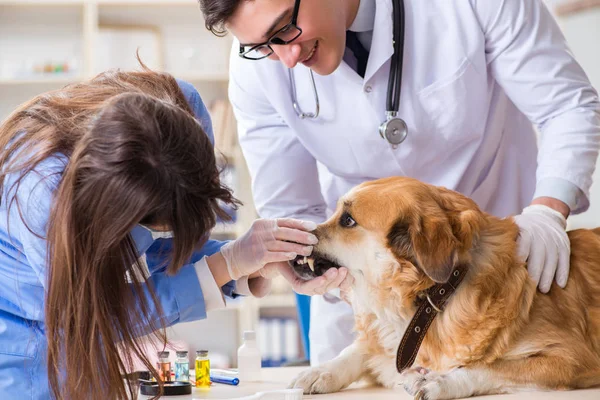 Läkare och assistent kollar upp golden retriever hund i veterinär cli — Stockfoto