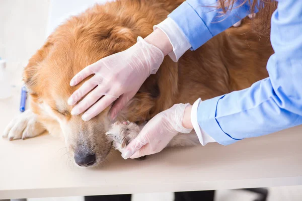 Läkare och assistent kollar upp golden retriever hund i veterinär cli — Stockfoto