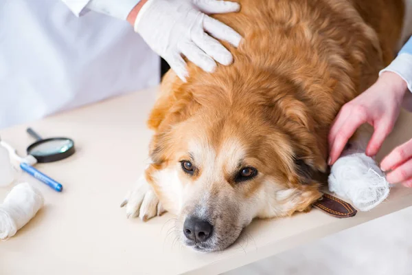 Dokter en assistent controleren gouden retriever hond in de dierenarts cli — Stockfoto