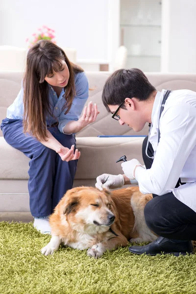 Médico veterinário visitando cão golden retriever em casa — Fotografia de Stock