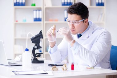 Paleontolojist soyu tükenmiş hayvan kemiklerine bakıyor