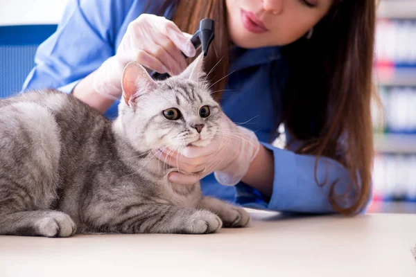 Chat en cours d'examen en clinique vétérinaire — Photo