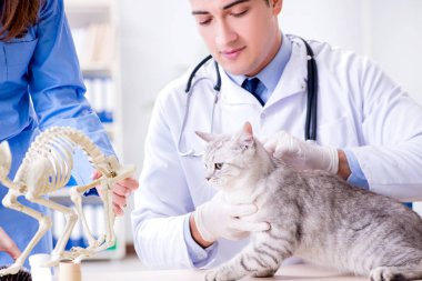 Veteriner kliniğinde kedi muayene ediyor.
