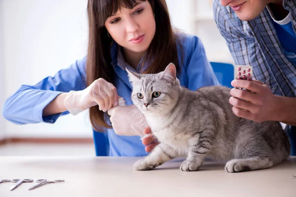 Gato a ser examinado na clínica veterinária — Fotografia de Stock