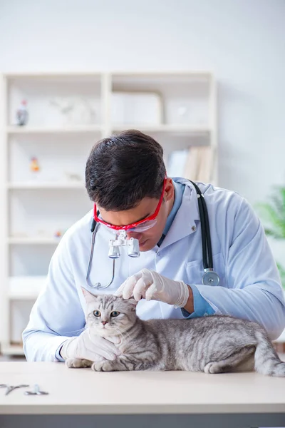 Vet examining sick cat in hospital