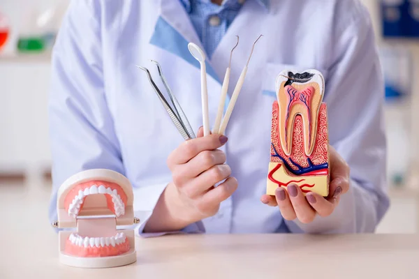 Dentysta pracujący nad modelem zęba — Zdjęcie stockowe