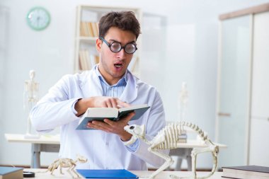 Funny crazy student doctor studying animal skeleton clipart