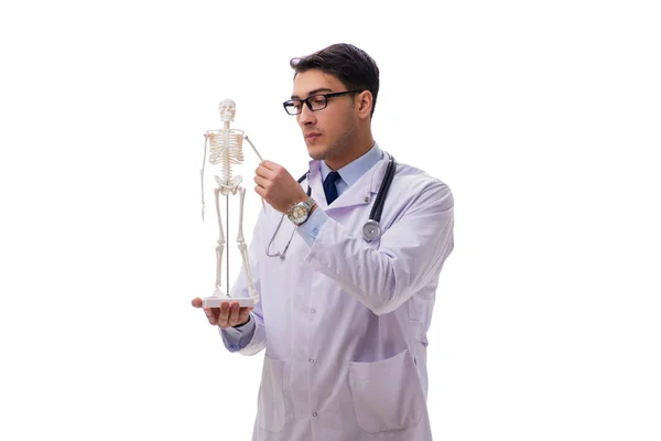 Yong mężczyzna lekarz z szkieletem izolowane na białym — Zdjęcie stockowe
