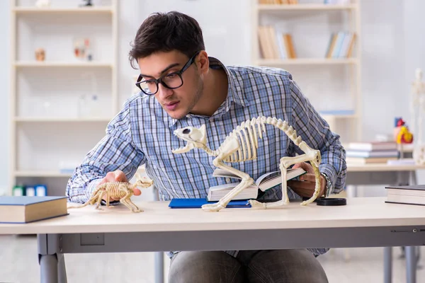 Estudiante médico estudiando esqueleto animal — Foto de Stock