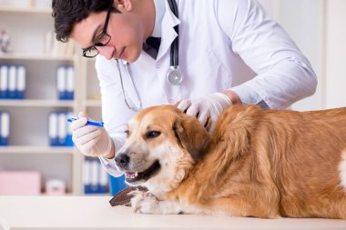 Veteriner kliniğinde Golden Retriever köpeğini muayene eden doktor.