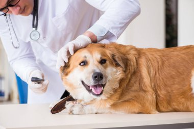Veteriner kliniğinde Golden Retriever köpeğini muayene eden doktor.